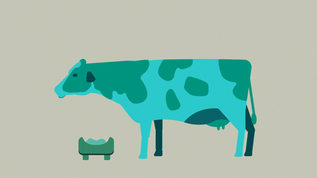 A picture of a cow eating food