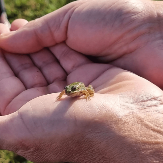 Frog in Murat