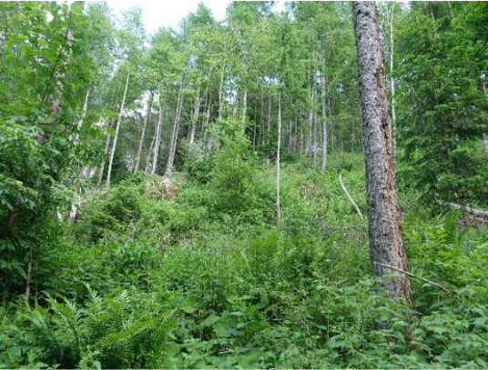 Forest restoration at Rabenwald quarry in Austria