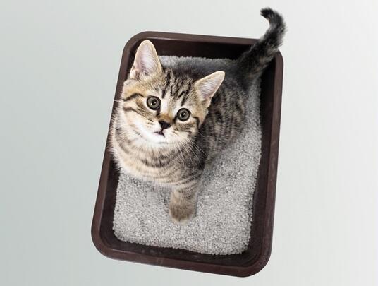 Kitten and cat toilet
