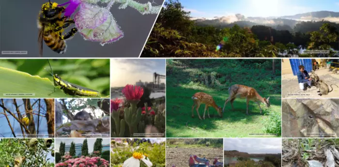 collage biodiversity
