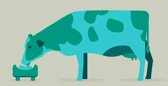A picture of a cow eating food
