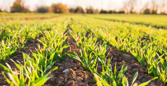 Fertilizer additives