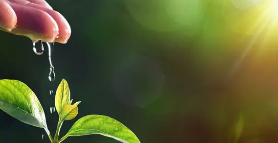 Seeds (Seed coatings)