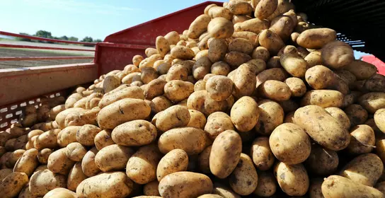 Application crop processing