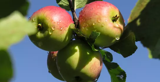 Apples on the tree