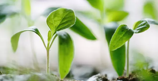 Horticultural plants