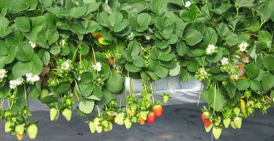Grow Bags Appliation page banner