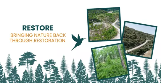 Restore: bringing nature back through land rehabilitation | Imerys