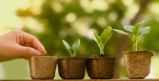 Terramol is a lightweight, organic-compatible soil improver that boosts water retention, aeration, and root development for healthier plant growth.